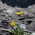 Leontondon hispidus L.