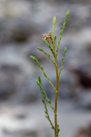 Myricaria germanica (L.) Desvaux
