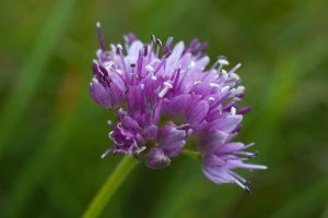 Allium lusitanicum Lamarck
