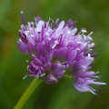 allium-lusitanicum-switzerland.jpg