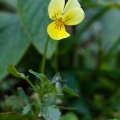 viola-lutea-switzerland.jpg