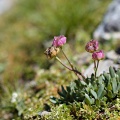 Ranunculus glacialis L.