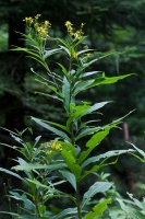 Senecio ovatus (Gaertner) Willdenow