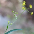 Bupleurum falcatum L.