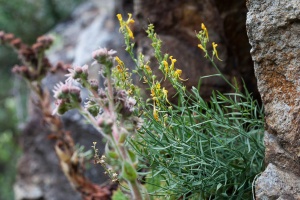 Linaria angustissima (Loiseleur) G. Re