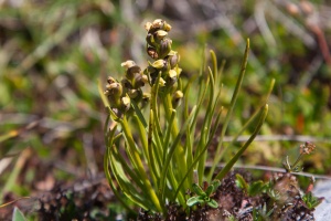 Chamorchis alpina (L.) Richard