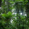 hemitelia-muricata-guadeloupe.jpg