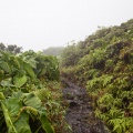 philodendron-giganteum-guadeloupe.jpg
