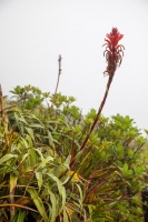 Pitcairnia bifrons (Lindl.) Read