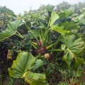 philodendron-giganteum-guadeloupe-2.jpg