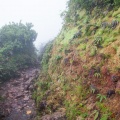 lycopode-et-sphaigne-guadeloupe.jpg