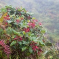 charianthus-alpinus-guadeloupe.jpg