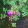 Tibouchina ornata (Sw.) Baill.