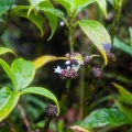 psychotria-aubletiana-guadeloupe.jpg