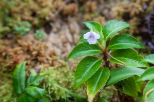 Viola stipularis Sw.
