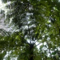 cyatheaceae-sp-guadeloupe.jpg