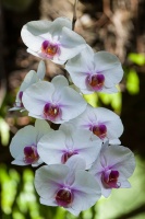 Orchidaceae, sp. indet.