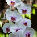 Orchidaceae, sp. indet.