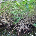 rhizophora-mangle-guadeloupe.jpg