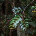 marcgravia-umbellata-guadeloupe.jpg