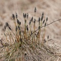 eriophorum-vaginatum-switzerland-3.jpg