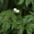 Ranunculus aconitifolius L.