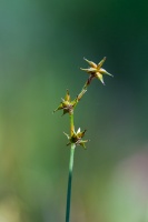 Carex echinata Murray
