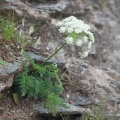 Laserpitium halleri Crantz