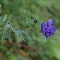 Aconitum variegatum L.