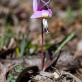 Erythronium dens-canis L.
