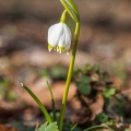 leucojum-vernum-france.jpg