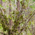 Ficus hispida L.f.