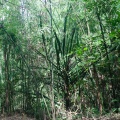 Pandanus penangensis Ridl.