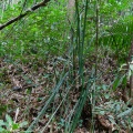 Benstonea humilis (Lour.) Callm. & Buerki