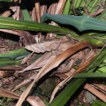 Pandanus penangensis Ridl.