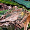 Pandanus penangensis Ridl.