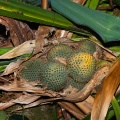 Pandanus penangensis Ridl.