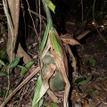 Pandanus penangensis Ridl.