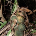Pandanus penangensis Ridl.