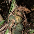 Pandanus penangensis Ridl.