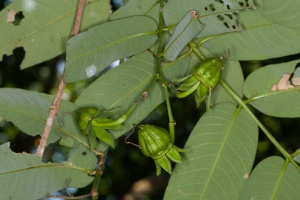Duabanga grandiflora (DC.) Walp.