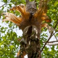 platycerium-wallichii-thailand.jpg