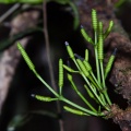 Gnetum montanum Markgr.