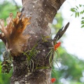 platycerium-wallichii-thailand-2.jpg