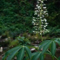 Aesculus assamica Griff.