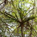pandanus-obovatus-thailand-3.jpg