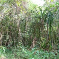 Pandanus obovatus H.St.John