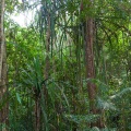 pandanus-obovatus-thailand-10.jpg