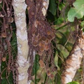 Lepisanthes tetraphylla Radlk.