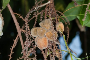 Lepisanthes tetraphylla Radlk.